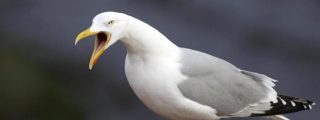 La gaviota engulle una rata entera en plena calle de Roma