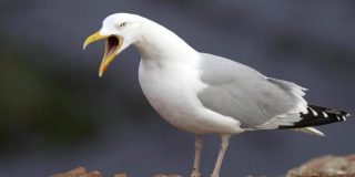 La gaviota engulle una rata entera en plena calle de Roma