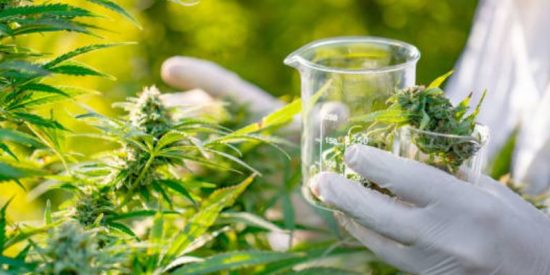 Legalidad de comprar semillas de Marihuana