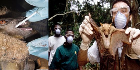 Coronavirus:&nbsp;Los cient&iacute;ficos advierten que esta no es la &uacute;ltima pandemia y que la invasi&oacute;n del hombre en el mundo natural acelera el proceso