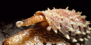 El veneno del caracol podr&aacute; usarse en medicamentos contra el dolor cr&oacute;nico y el Alzheimer