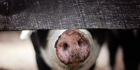 &iquest;Una nueva peste china?&nbsp;Detectan otro virus con riesgo de 'potencial pandemia'
