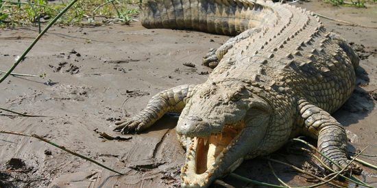 Rastrean a un peligroso cocodrilo de al menos 2 metros en Valladolid &nbsp;