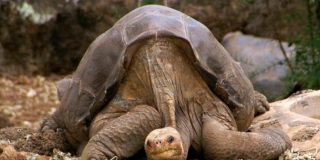 Diego, la tortuga que evita la extinci&oacute;n de su especie regresa a Gal&aacute;pagos