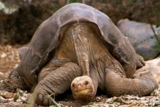 Diego, la tortuga que evita la extinci&oacute;n de su especie regresa a Gal&aacute;pagos