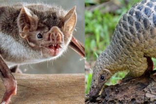 La pandemia mundial desatada lleva por fin a China a eliminar las escamas de pangol&iacute;n y las heces de murci&eacute;lago de su medicina tradicional