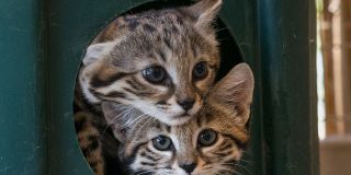 Cr&iacute;as del felino m&aacute;s letal del mundo prueban carne por primera vez