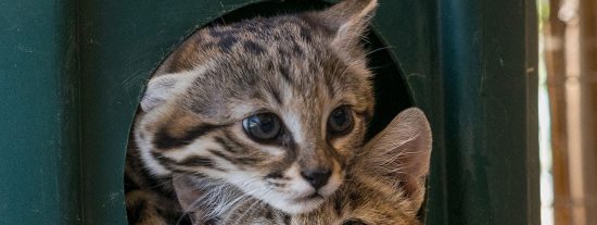 Cr&iacute;as del felino m&aacute;s letal del mundo prueban carne por primera vez