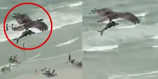 El instante en el que el &aacute;guila atrapa al tibur&oacute;n y se lo &lsquo;merienda&rsquo; volando