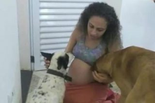 El 'd&oacute;cil' perro de la familia mata por celos a las gemelas reci&eacute;n nacidas de sus due&ntilde;os