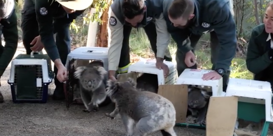 Los australianos llevan de vuelta al bosque a los koalas que fueron evacuados por los devastadores incendios del pasado verano