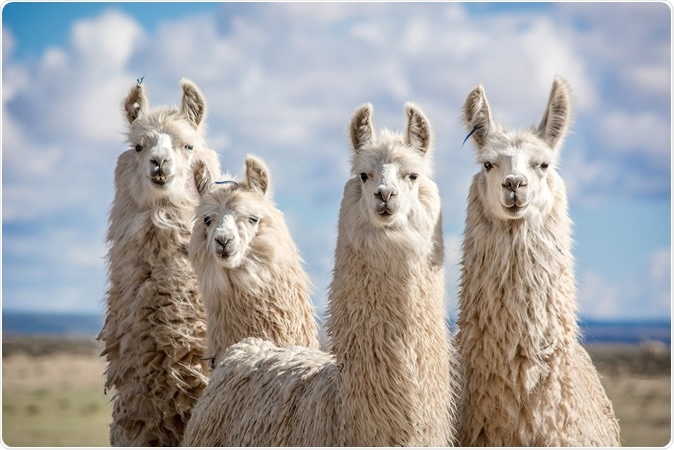 Los anticuerpos de las llamas neutralizan al coronavirus