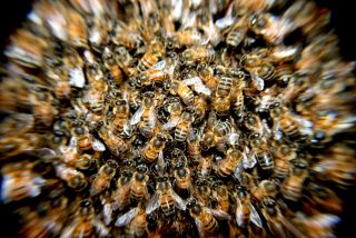 En Rusia, un enjambre de abejas aterroriza a los vecinos de una ciudad bloqueando el acceso a un edificio 