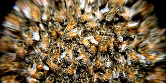 En Rusia, un enjambre de abejas aterroriza a los vecinos de una ciudad bloqueando el acceso a un edificio&nbsp;
