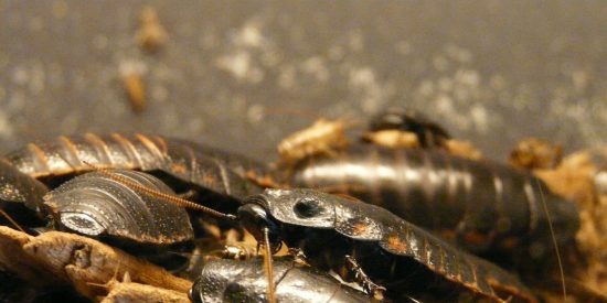 Descubren en el fondo del oc&eacute;ano una cucaracha gigante