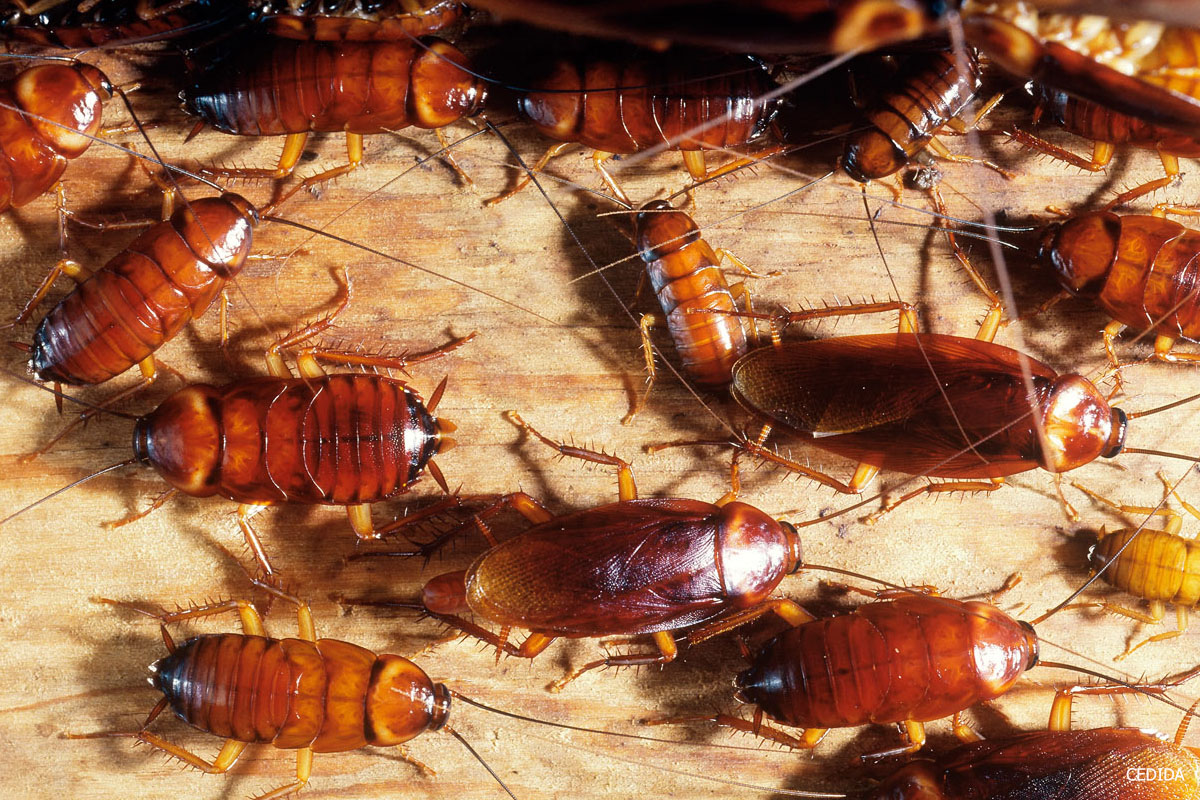 Manuel del Rosal: "Cucarachas medi&aacute;ticas"