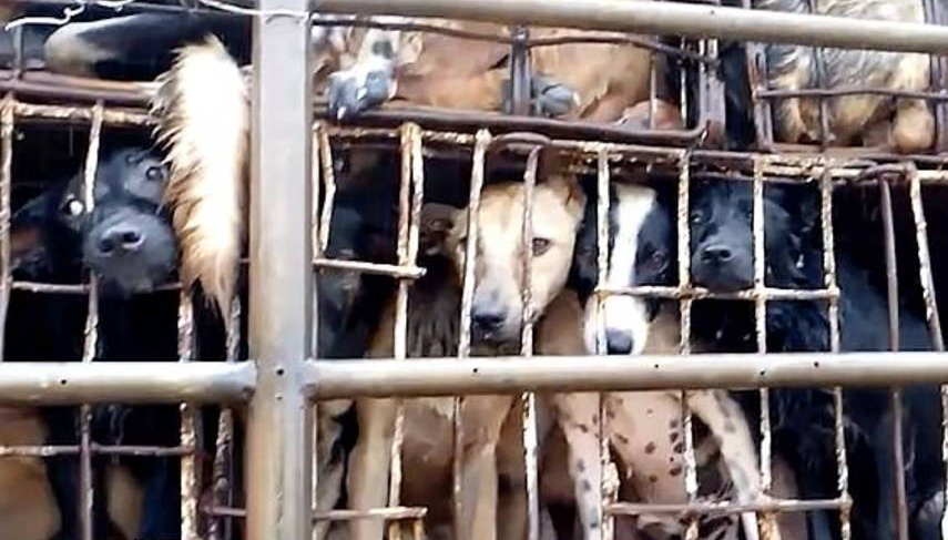 &iquest;Corea del Norte ante una crisis alimentaria?:&nbsp;Kim Jong-un compra perros para abastecer a los restaurantes de Pyongyang