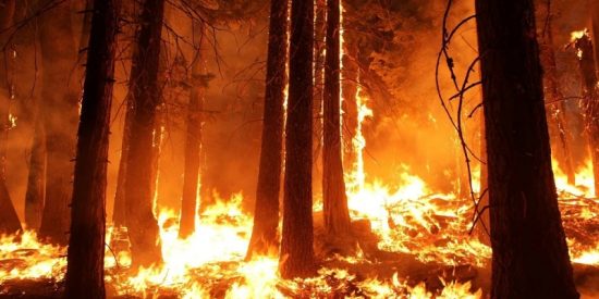 Las leyes ecolojetas y la Agenda 2030 impiden cada a&ntilde;o retirar del monte las 60 millones de toneladas de maleza inflamable