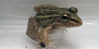 C&oacute;mo escapar vivo de la panza de la rana: este escarabajo lo hace por la 'puerta de atr&aacute;s'