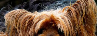 &iquest;Pueden los animales sentir emociones como los humanos?