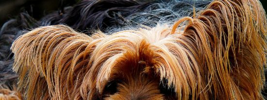 &iquest;Pueden los animales sentir emociones como los humanos?