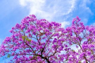 Palo de rosa o polisandro propiedades