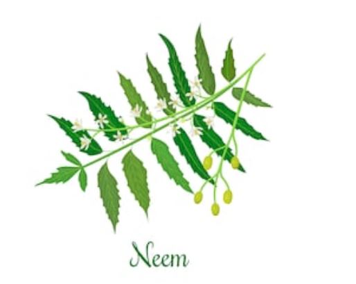 propiedades tiene el neem