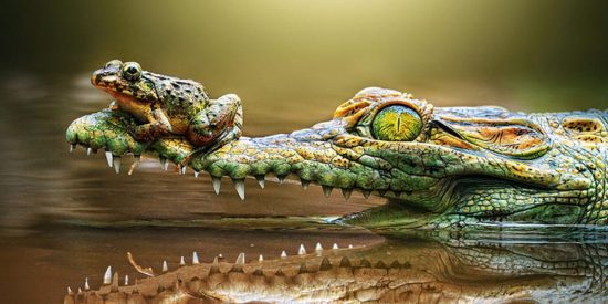 El caimán y la rana