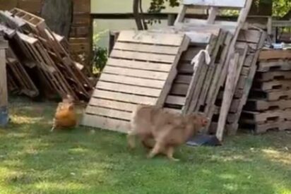 Juegos y risas en la naturaleza: Cuando los animales se divierten