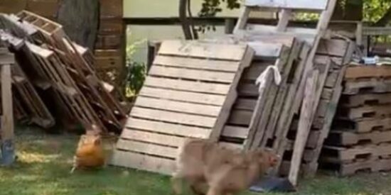 Juegos y risas en la naturaleza: Cuando los animales se divierten