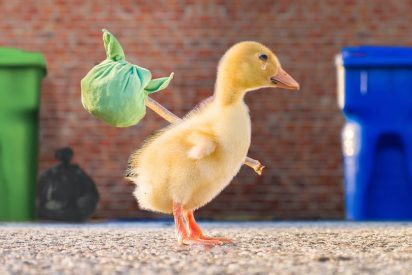 El &lsquo;patito valiente&rsquo;: camina entre cocodrilos y escapa de sus fauces poni&eacute;ndolos a pelear