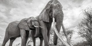 Duelo a muerte entre dos elefantes