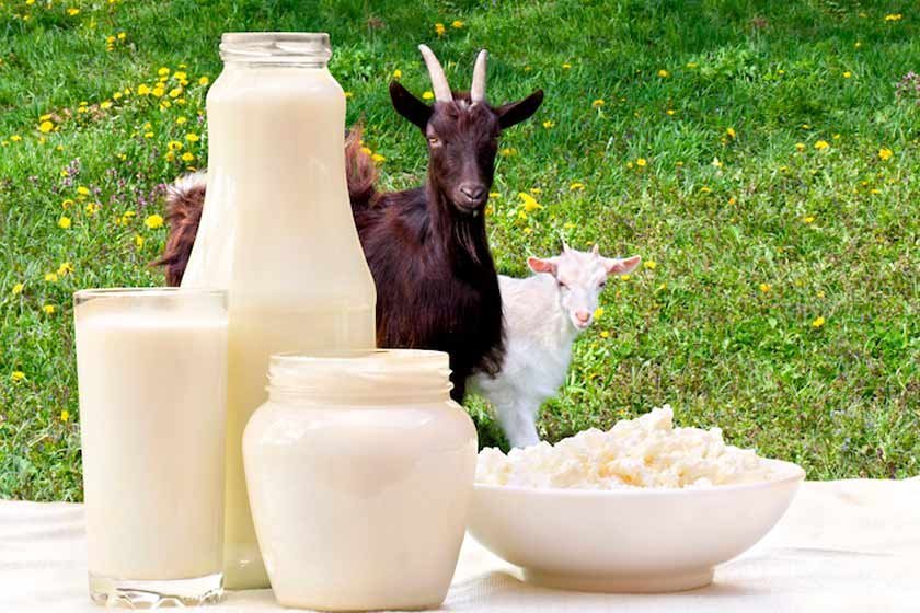 Leche de cabra: los m&aacute;gicos beneficios de este 'cornudo' alimento para tu organismo