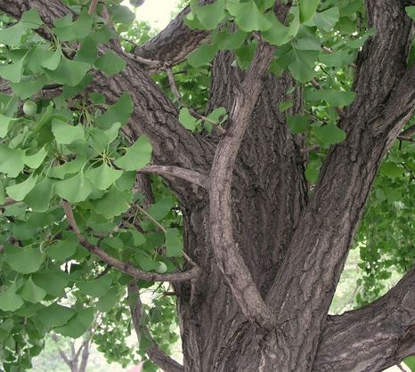 Ginkgo biloba