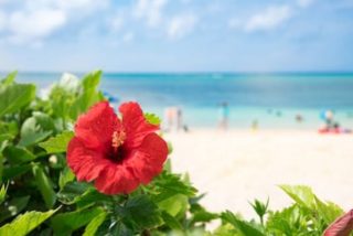 propiedades de hibiscus