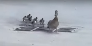 La mam&aacute; pata y sus patitos