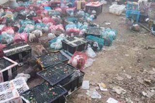 Horror en China: encuentran a 4.000 perros, gatos y conejos muertos dentro de cajas