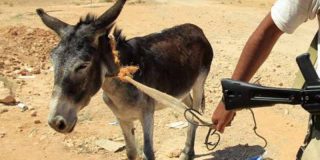 Atentado del Estado Isl&aacute;mico: utilizan un burro para intentar asesinar a un gobernador en Nigeria