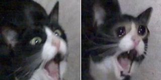 Muere Inkky, la protagonista del ic&oacute;nico meme de la gata que grita