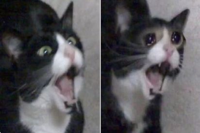 Muere Inkky, la protagonista del ic&oacute;nico meme de la gata que grita