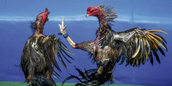 Peleas de gallos: tradici&oacute;n, sangre y el brutal mundo de un animal que combate hasta la muerte