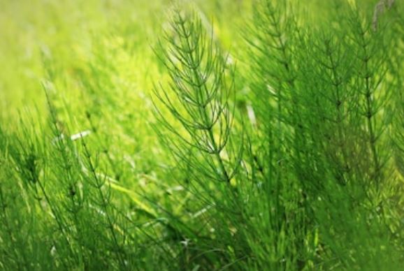 helecho cola de caballo