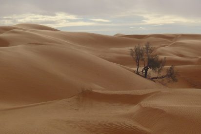 &iquest;&Aacute;rboles en el desierto del Sahara?: Descubren m&aacute;s de 1000 millones dispersos y en solitario