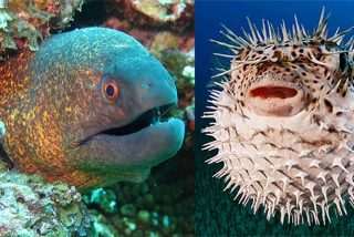 Muere una anguila de m&aacute;s de un metro al intentar tragarse un pez globo: &iexcl;Se infl&oacute; en su boca hasta asfixiarla!