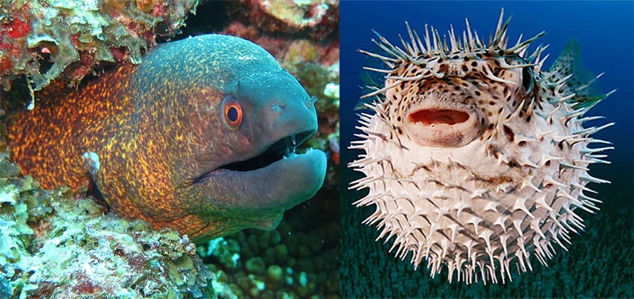 Muere una anguila de m&aacute;s de un metro al intentar tragarse un pez globo: &iexcl;Se infl&oacute; en su boca hasta asfixiarla!