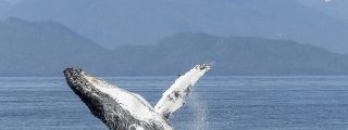 La ballena jorobada se traga y escupe a las dos aterradas kayakistas