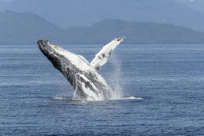 La ballena jorobada se traga y escupe a las dos aterradas kayakistas