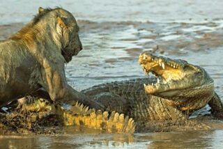 Leona contra cocodrilo