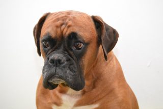 Tres perros matan a mordiscos a un hombre de 81 a&ntilde;os en Sevilla