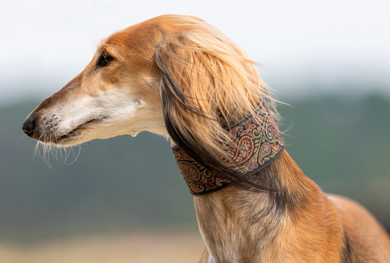 &iquest;Sabes de d&oacute;nde viene eso de que el perro es el mejor amigo del hombre?